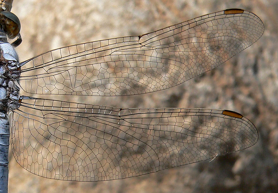 Orthetrum coerulescens e O. brunneum